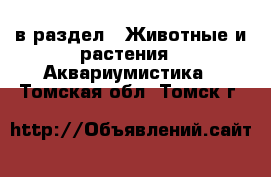  в раздел : Животные и растения » Аквариумистика . Томская обл.,Томск г.